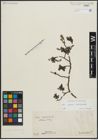 Foto von Salix alpina Scop. x Salix breviserrata Flod.